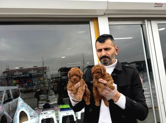 Tr Ni̇n En Güzel Toy Poodle Yavrulari Renk Renk Ankara görsel