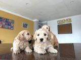 Orji̇nal Malti̇poo Yavrular Ankara Mağazamizda Canli Görün