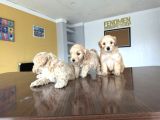 Orji̇nal Malti̇poo Yavrular Ankara Mağazamizda Canli Görün