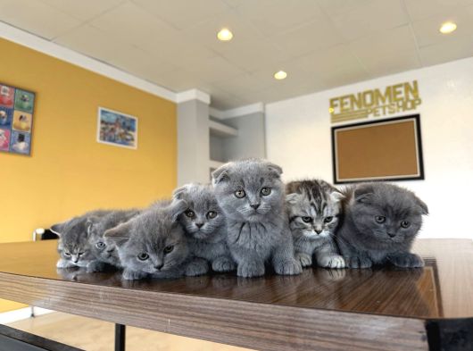 Kedi̇ci̇den Renk Renk British Shorthair Yavrulari Ankara görsel