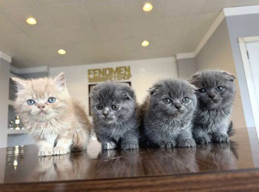 Kedi̇ci̇den Renk Renk British Shorthair Yavrulari Ankara görsel