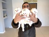 Top Kafa Scottish Fold Yavrulari Fenomen Pet Shop Ankara