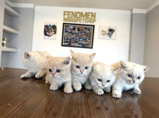 Kedi̇ci̇den Renk Renk British Shorthair Yavrulari Ankara görsel