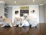 Top Kafa Scottish Fold Yavrulari Fenomen Pet Shop Ankara