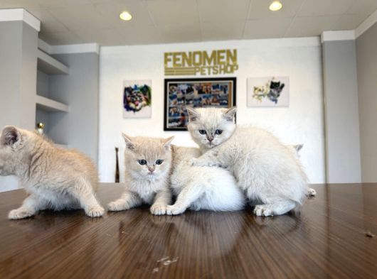 Top Kafa Scottish Fold Yavrulari Fenomen Pet Shop Ankara görsel