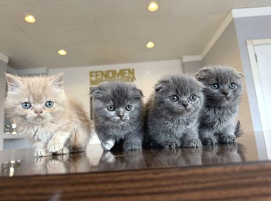 Top Kafa Scottish Fold Yavrulari Fenomen Pet Shop Ankara