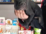 Irk Garanti̇li̇ İtali̇an Masti̇ff - Cane Corso Yavrularimiz