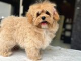 Tea Cup Özel Malti̇poo Yavrulari̇