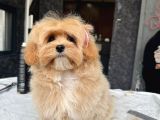 Tea Cup Özel Malti̇poo Yavrulari̇