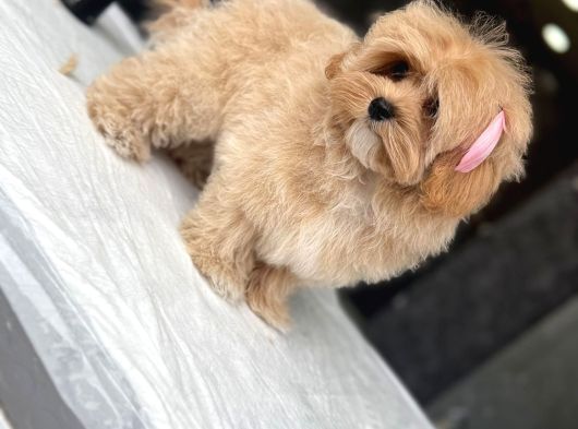 Tea Cup Özel Malti̇poo Yavrulari̇ görsel
