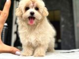 TEA CUP MALTİPOO YAVRULARİ İSTANBUL