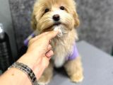 Muhteşem Malti̇poo Yavrulari