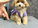 Muhteşem Malti̇poo Yavrulari