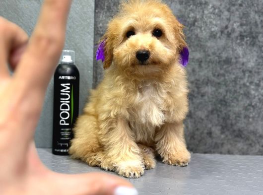 Eği̇ti̇mli̇ Malti̇poo Yavrulari̇
