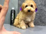 Eği̇ti̇mli̇ Malti̇poo Yavrulari̇