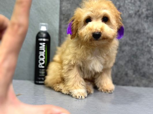 Eği̇ti̇mli̇ Malti̇poo Yavrulari̇ görsel