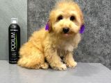 Eği̇ti̇mli̇ Malti̇poo Yavrulari̇