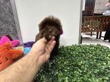 Özel Renk Çikolata Maltipoo Yavrumuz