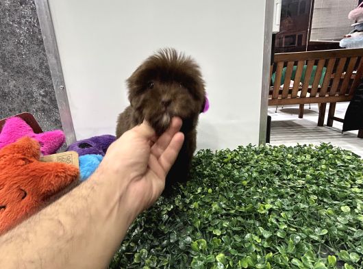 Özel Renk Çikolata Maltipoo Yavrumuz görsel