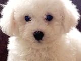 Tüy Yumağı Top Kafa Bichon Yavruları