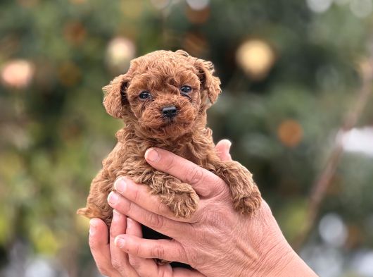 KG VE SAGLIK GARANTİLİ TEACUP KOREA POODLE AŞILI EGİTİMLİ