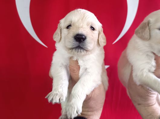 Baby Face Golden Retri̇ever Yavrularimiz görsel