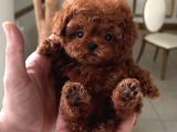 Safkan kore kanı mini toy poodle bebekleri