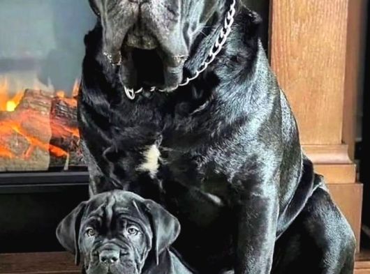 Mükemmel Kaliteli Dev Cane Corso Bebekleri görsel
