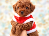İnstagram Toypoodlepuppy09 Irk Ve Sağlık Garantili Bebekler