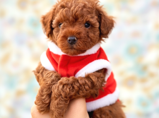 İnstagram Toypoodlepuppy09 Irk Ve Sağlık Garantili Bebekler görsel