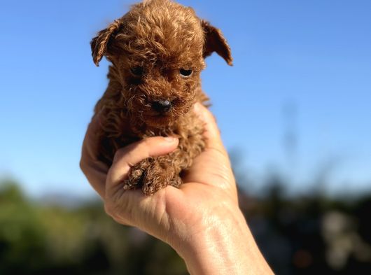 2 AYLIK TEACUP POODLE AŞILI EĞİTİMLİ