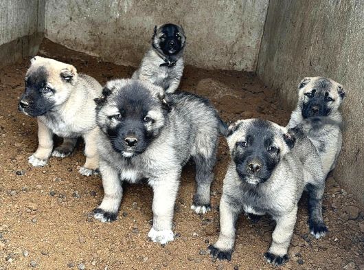 4 Erkek 1 Di̇şi̇ Safkan Kangal Yavulari görsel