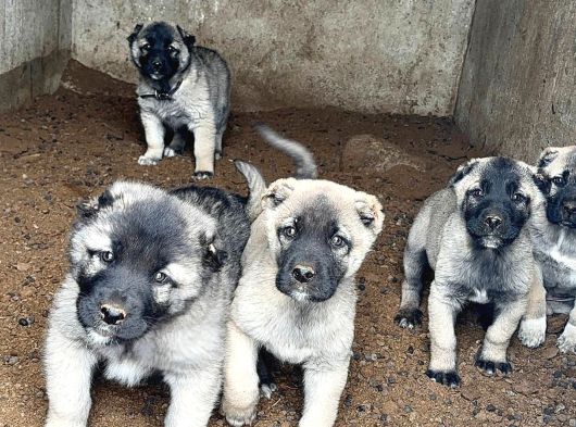 4 Erkek 1 Di̇şi̇ Safkan Kangal Yavulari