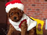 İnstagram Toypoodlepuppy09 Irk Ve Sağlık Garantili Bebekler