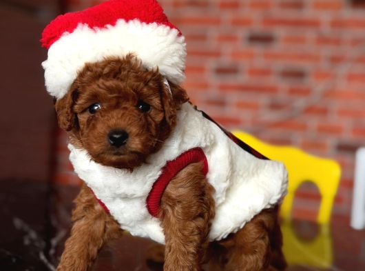 İnstagram Toypoodlepuppy09 Irk Ve Sağlık Garantili Bebekler görsel