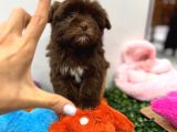 Özel Renk Çikolata Maltipoo Yavrumuz