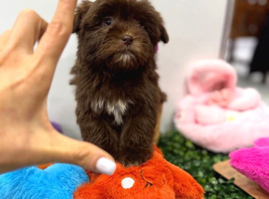 Özel Renk Çikolata Maltipoo Yavrumuz görsel