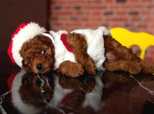 İnstagram Toypoodlepuppy09 Irk Ve Sağlık Garantili Bebekler görsel