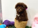 Özel Renk Çikolata Maltipoo Yavrumuz