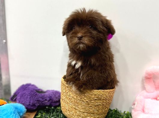 Özel Renk Çikolata Maltipoo Yavrumuz görsel