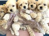 ORJİNAL MALTİPOO YAVRULAR ANKARA MAĞAZAMIZDA CANLI GÖRÜN