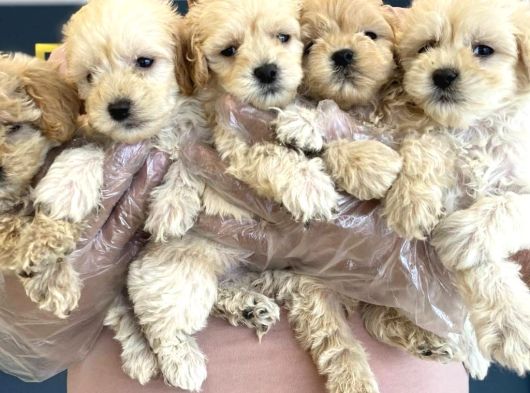 Orji̇nal Malti̇poo Yavrular Ankara Mağazamizda Canli Görün