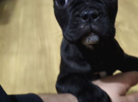 Franches Buldog