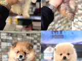 Her Renk Pomeranian Yavrumuz Mevcuttur