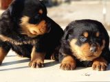 Kocakafa rottweiler yavrular