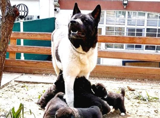 Safkan Dev Ameri̇kan Aki̇ta Yavrulari