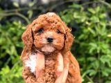 Korea Kan Teacup Maltipoo Yavrular