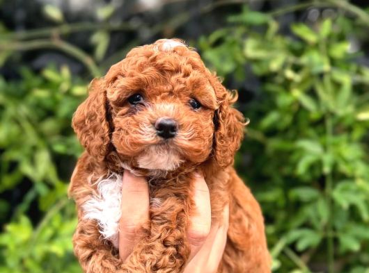 Korea Kan Teacup Maltipoo Yavrular görsel