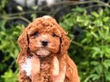 Korea Kan Teacup Maltipoo Yavrular