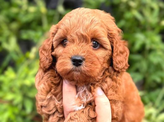 Korea Kan Teacup Maltipoo Yavrular görsel